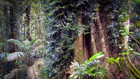 LS140 Rainforest, Dorrigo National Park NSW.